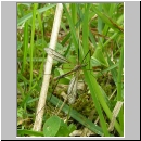 Tipula sp - Schnake 02a.jpg